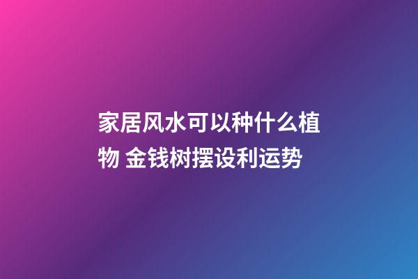 家居风水可以种什么植物 金钱树摆设利运势